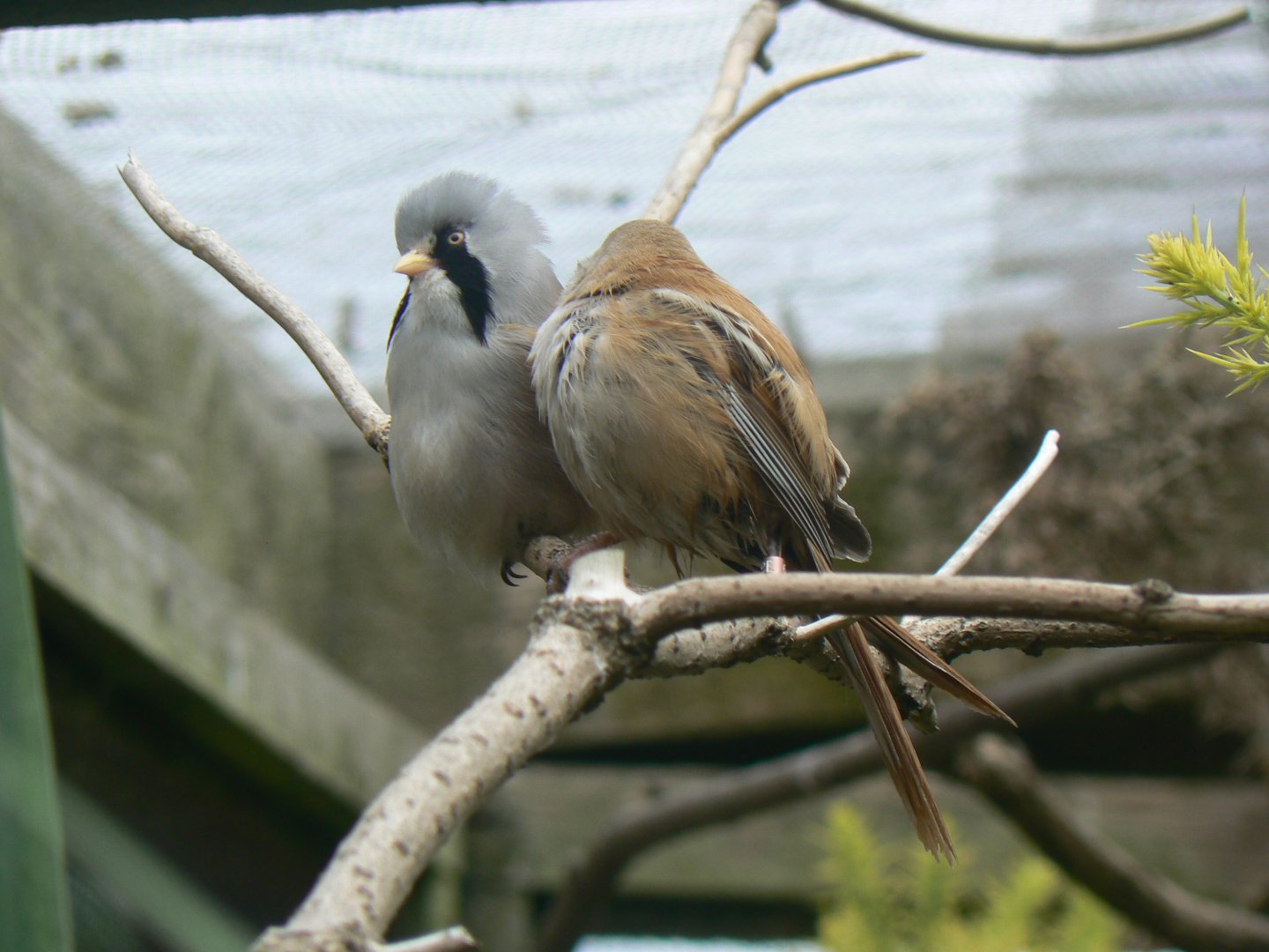 Bearded Tits - 11 July 2018