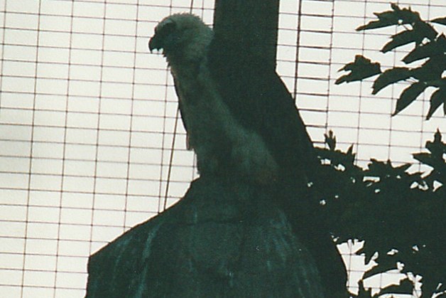 bearded vulture (2002)