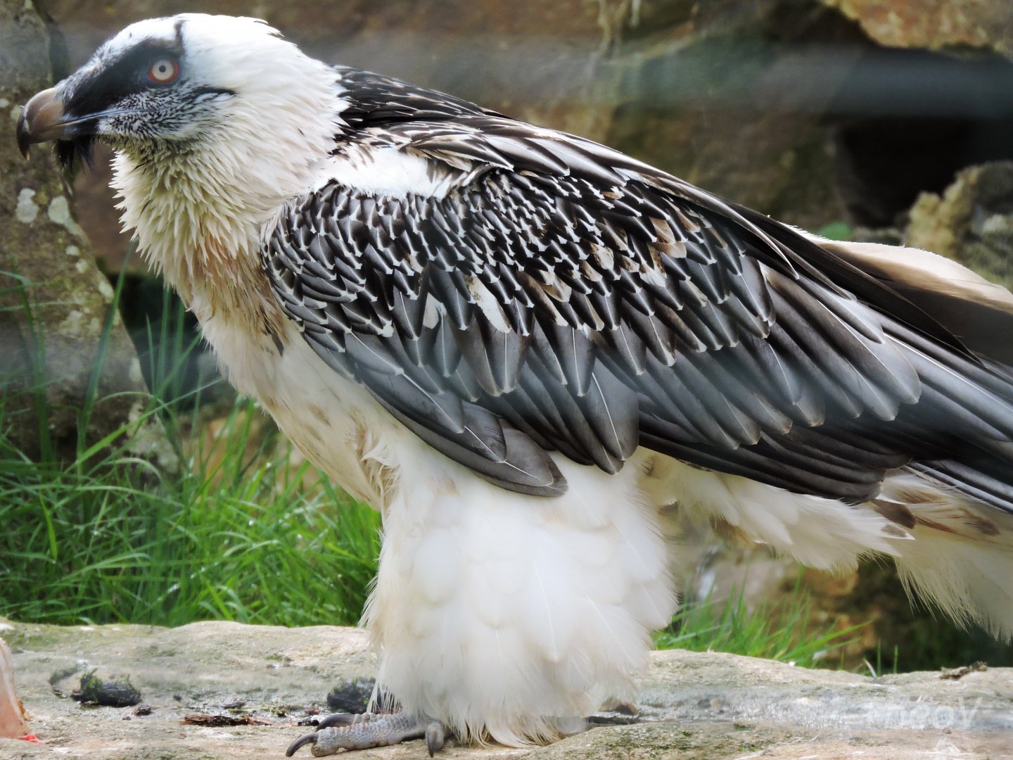 Bearded vulture [2015]