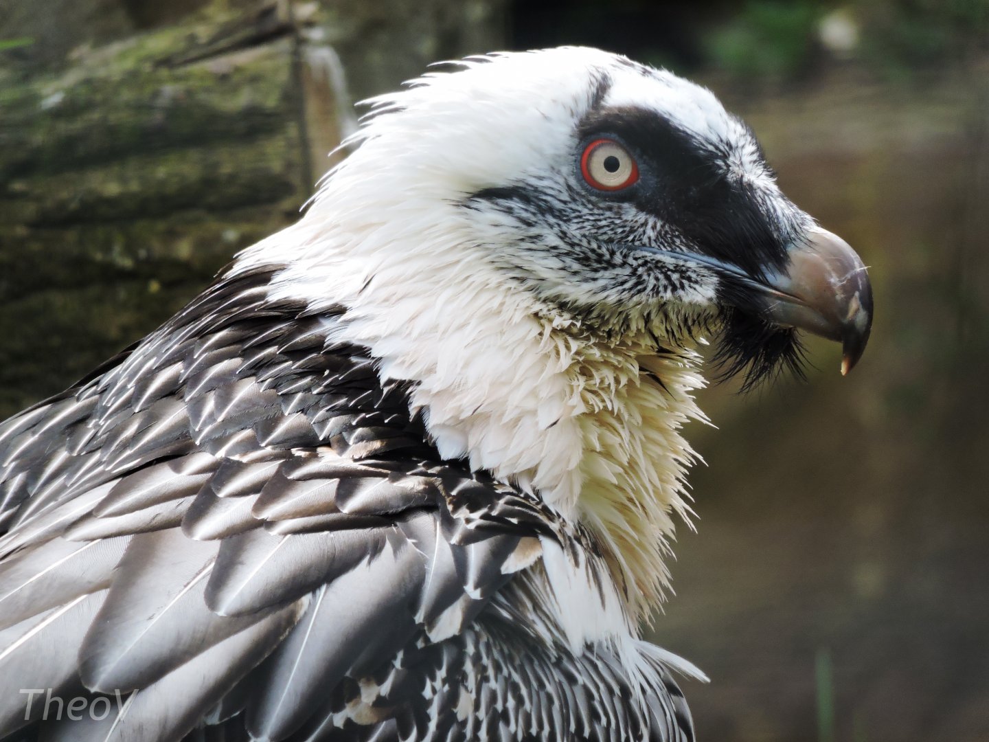 Bearded vulture [2015]