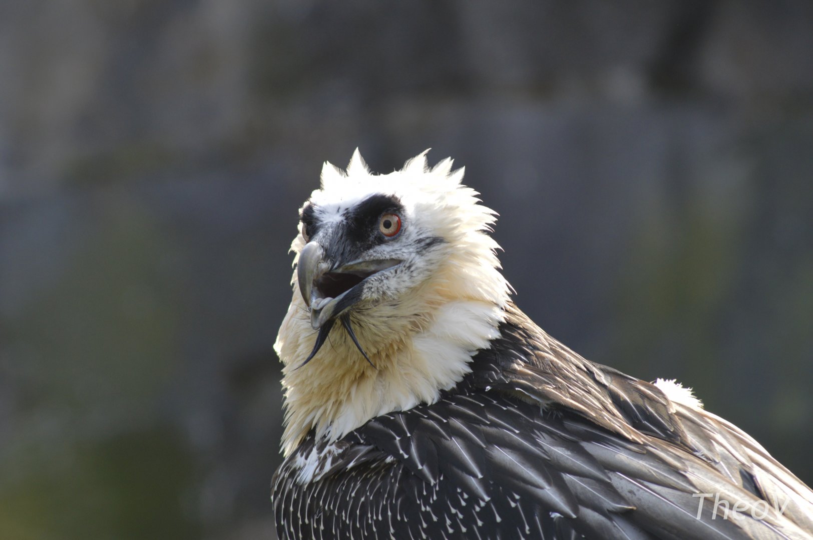 Bearded vulture [2018]