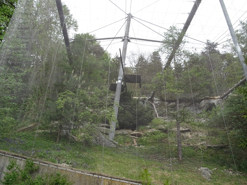 Bearded vulture (/alpine marmot) aviary