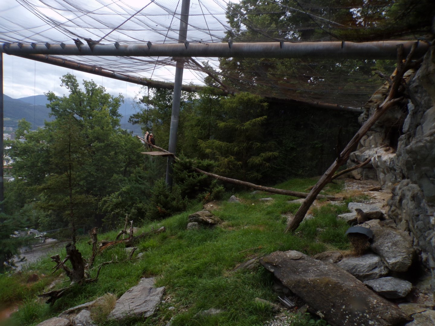 Bearded vulture and Alpine marmot aviary 9.7.25