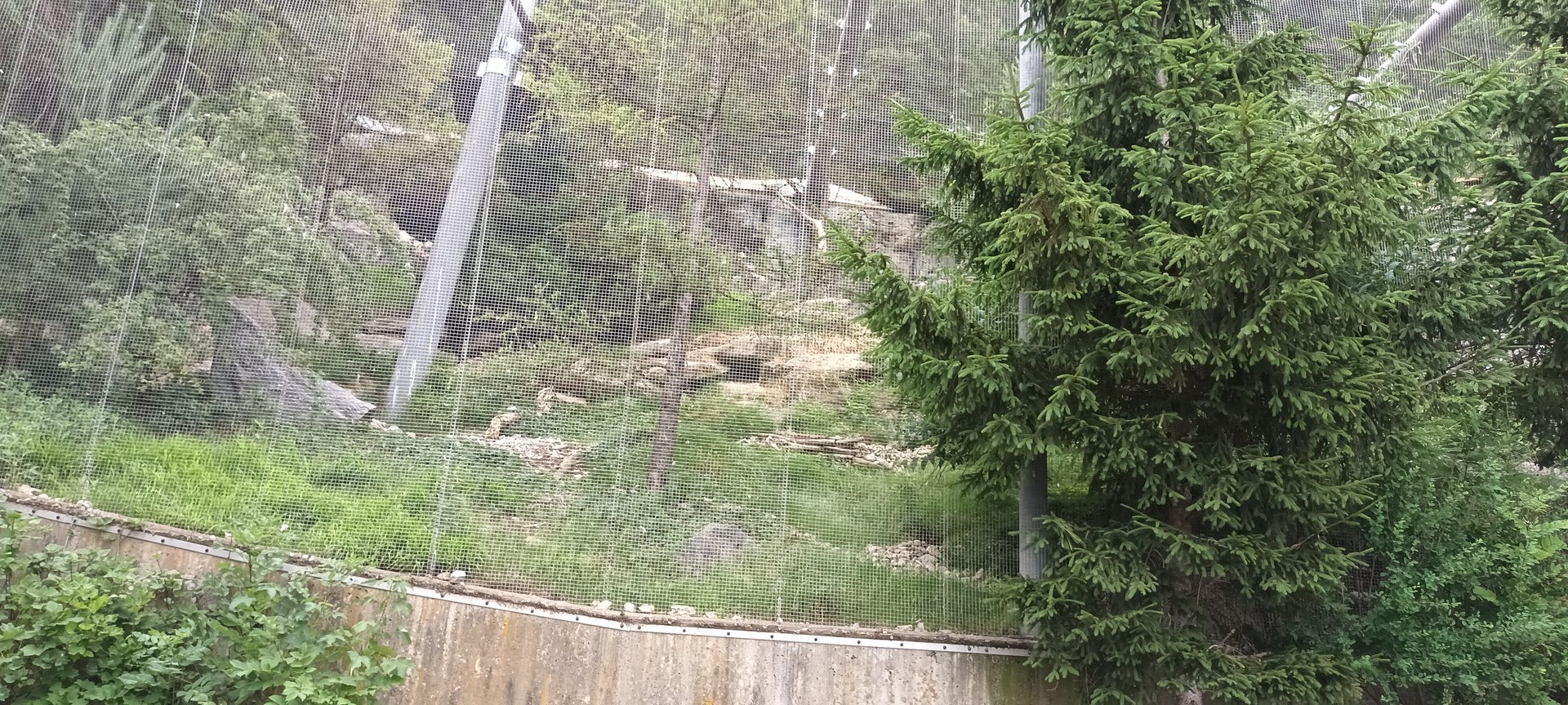 Bearded Vulture and Alpine Marmot Aviary