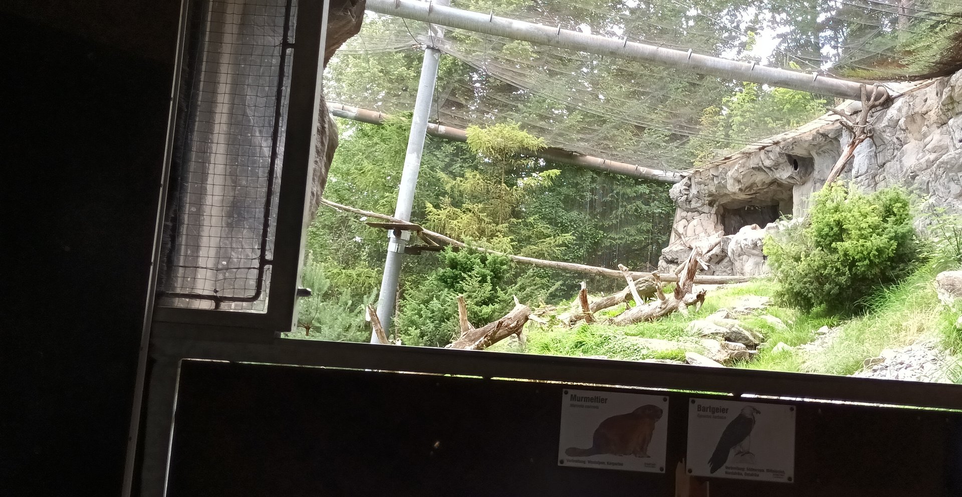 Bearded Vulture and Alpine Marmot Aviary