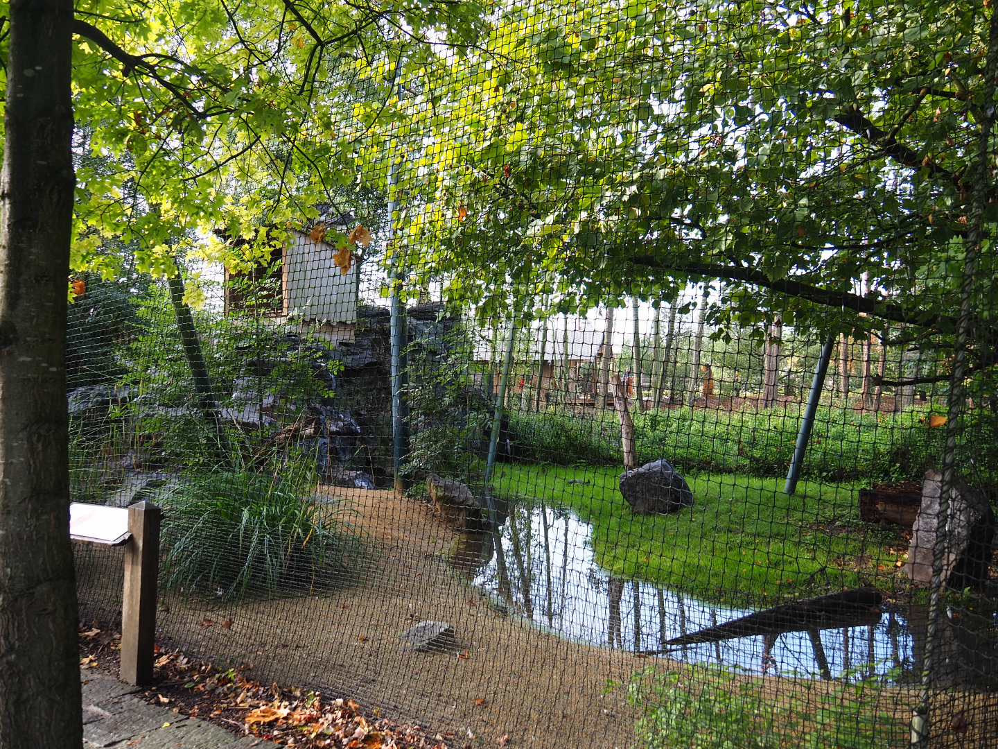 Bearded vulture and booted eagle aviary, 2019-10-04