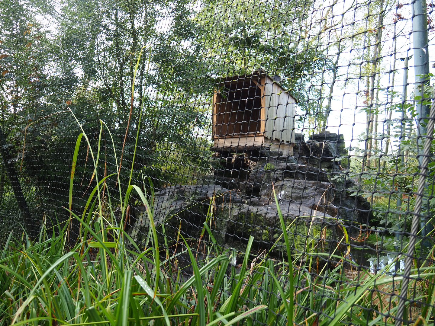 Bearded vulture and booted eagle aviary, 2019-10-04