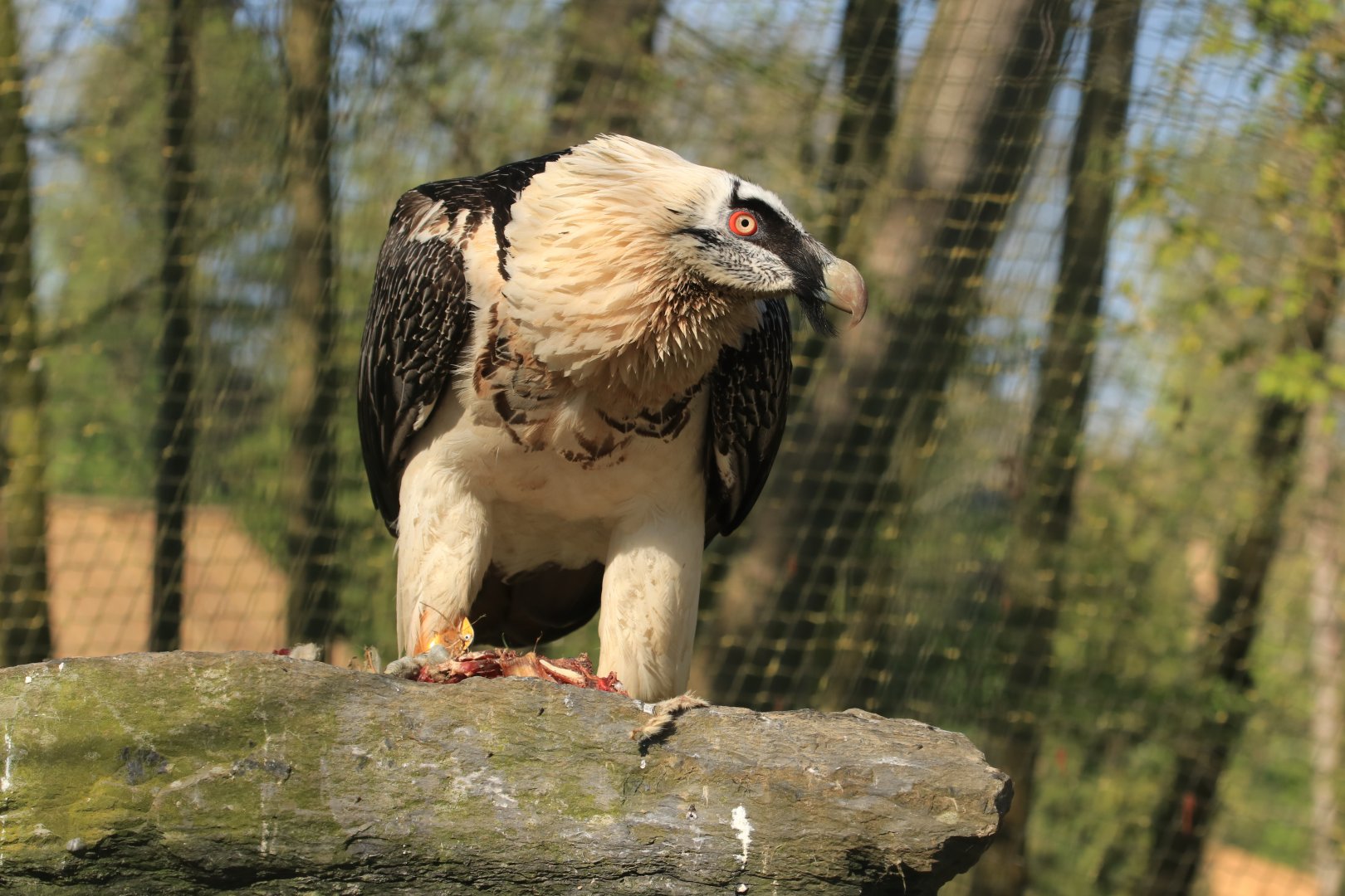 Bearded Vulture (April 2019)