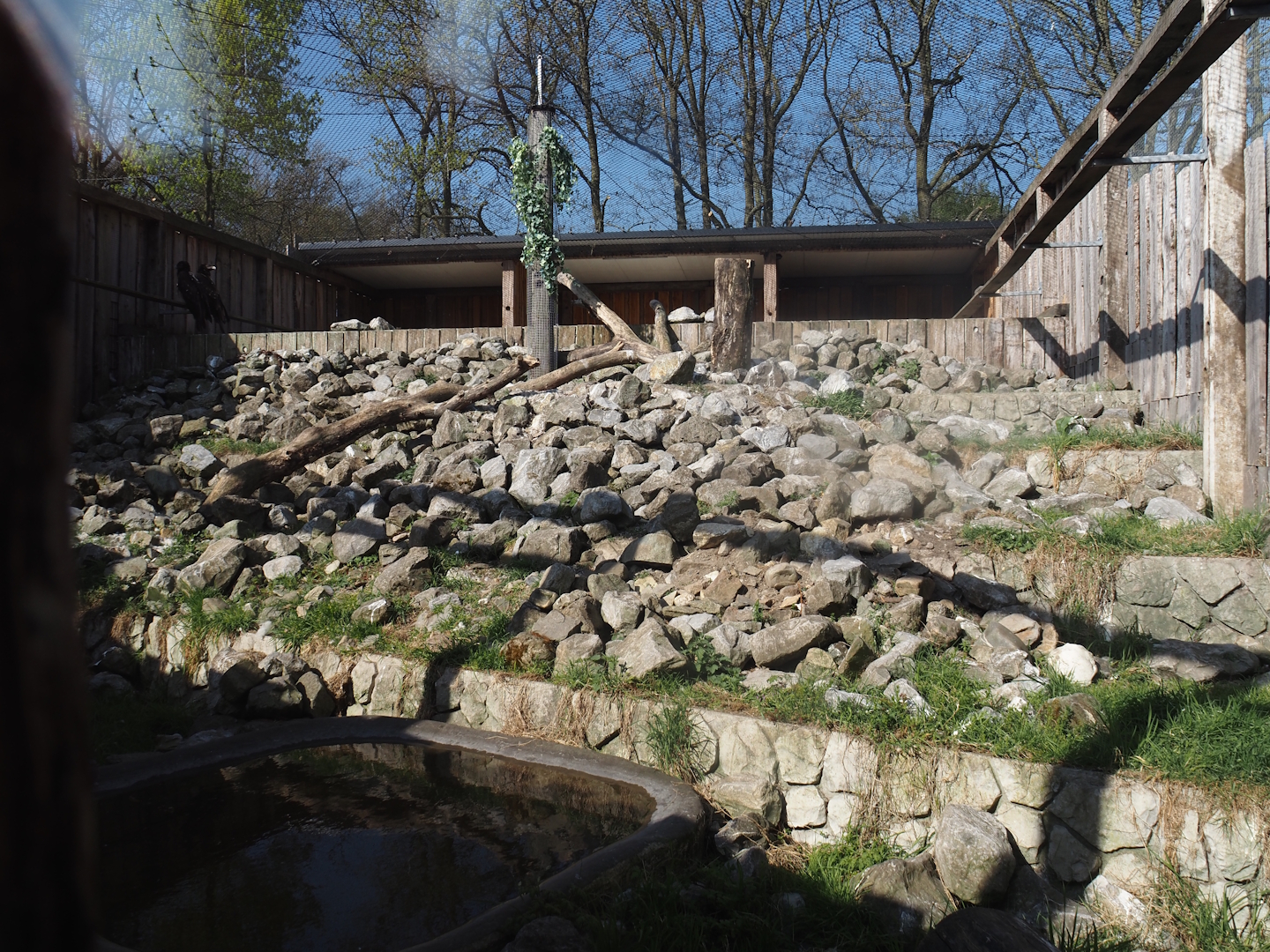 Bearded vulture aviary, 2025-04-12