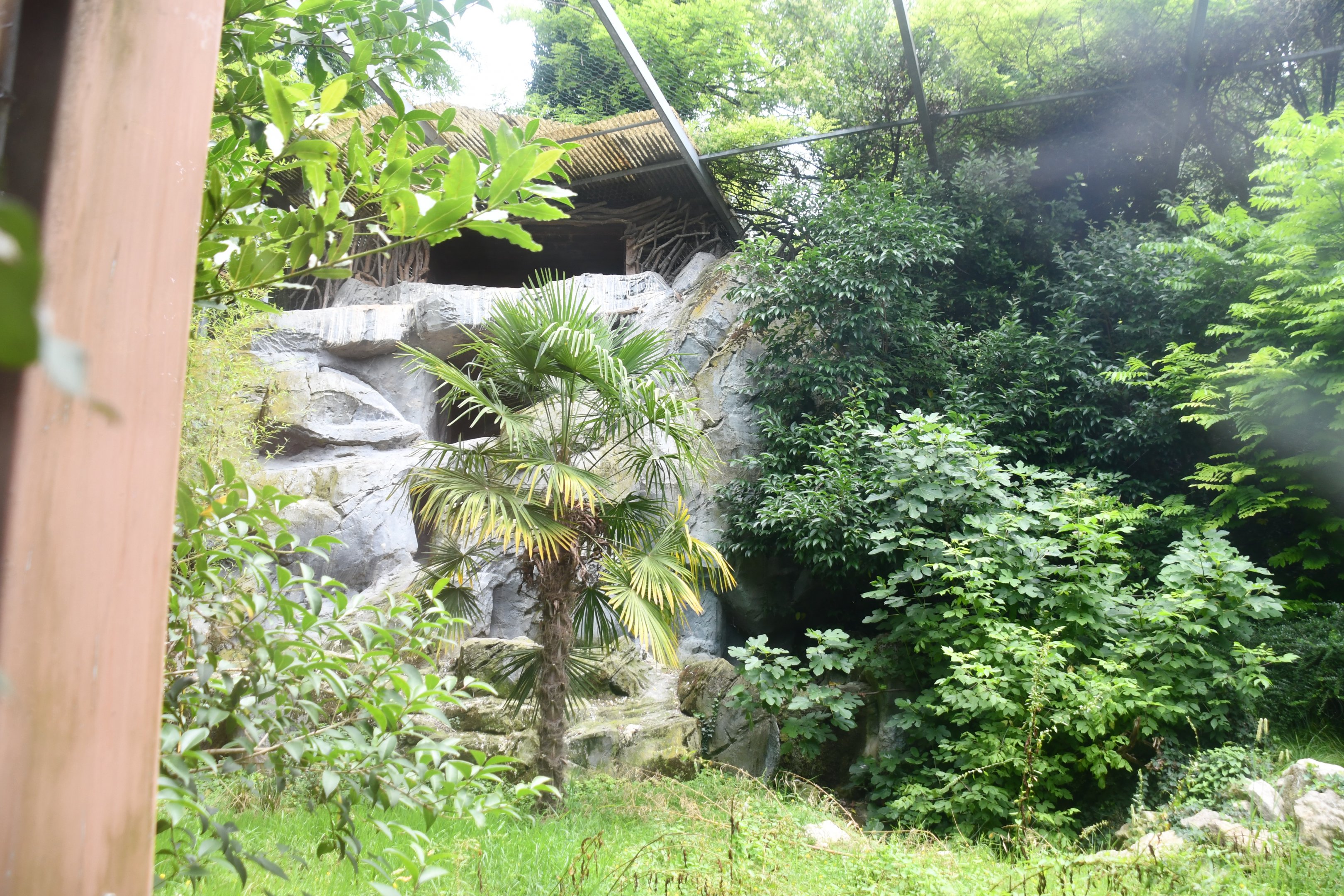 Bearded Vulture aviary (no show, despite multiple revisiting throughout the day)