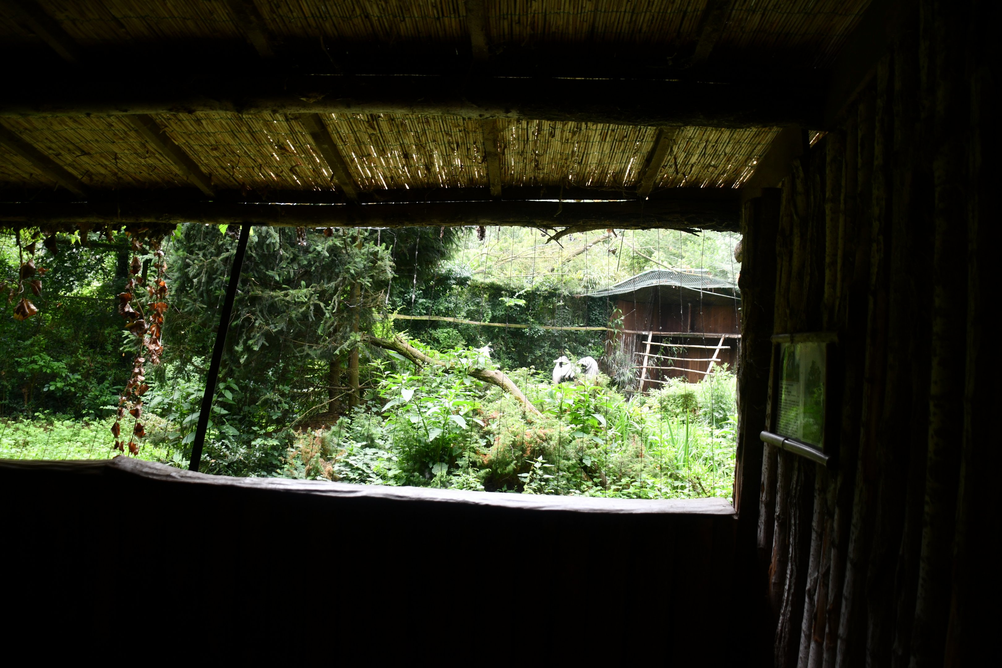 Bearded Vulture aviary viewing window