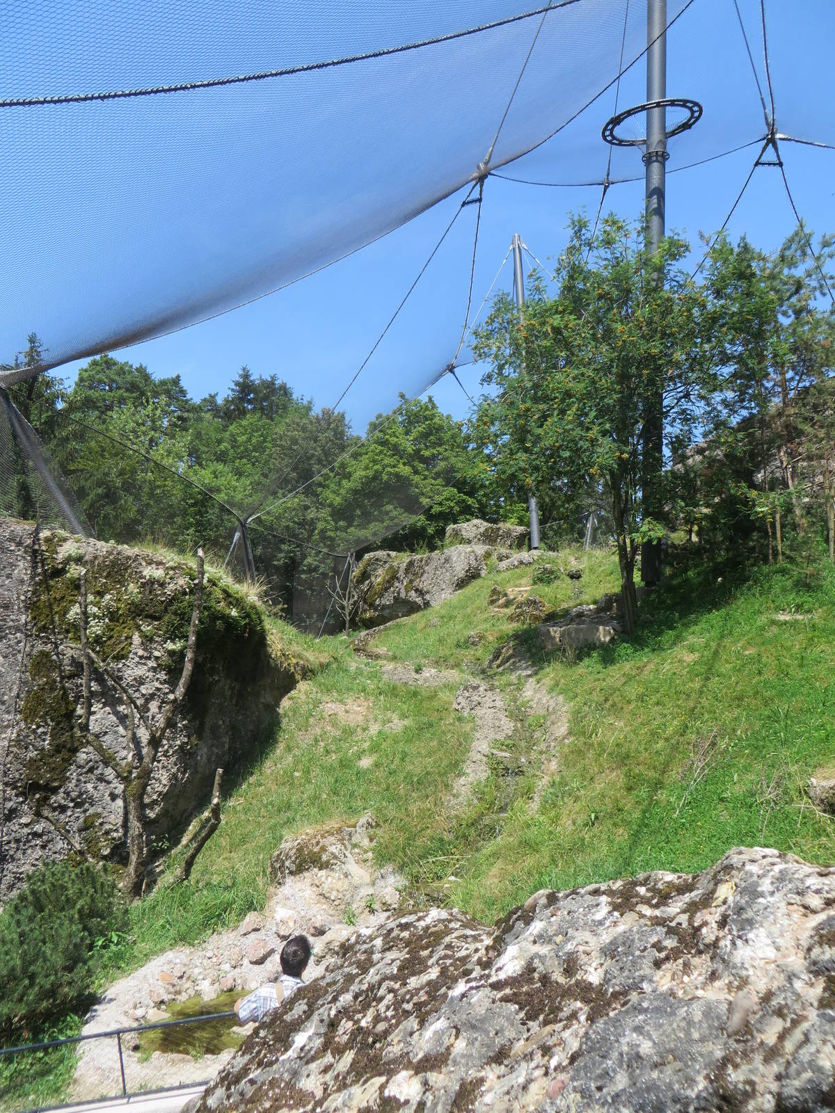 Bearded vulture aviary