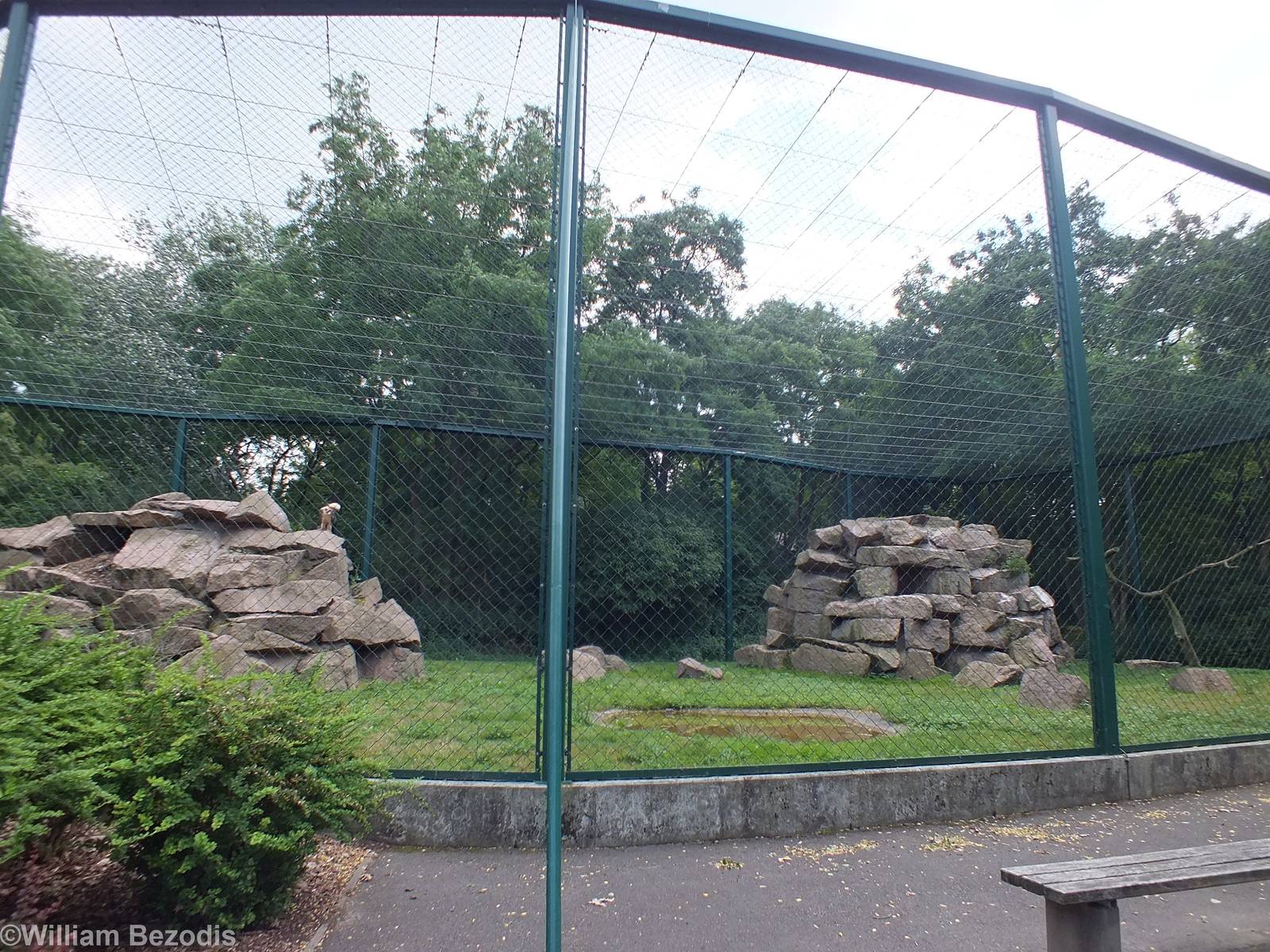 Bearded Vulture Aviary
