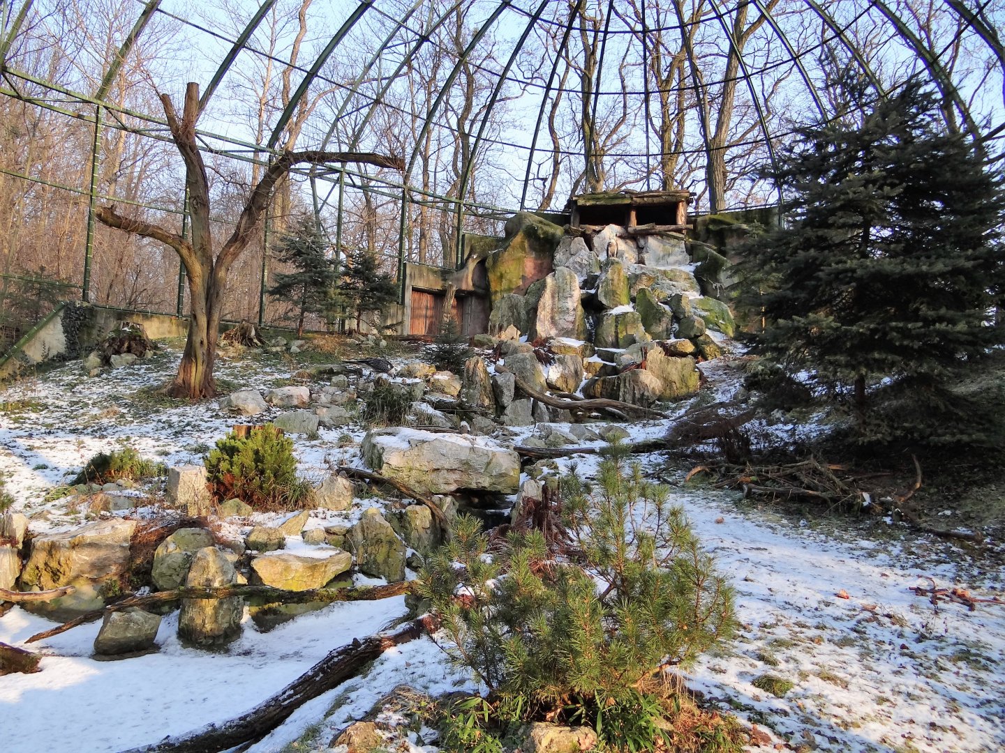 Bearded Vulture aviary