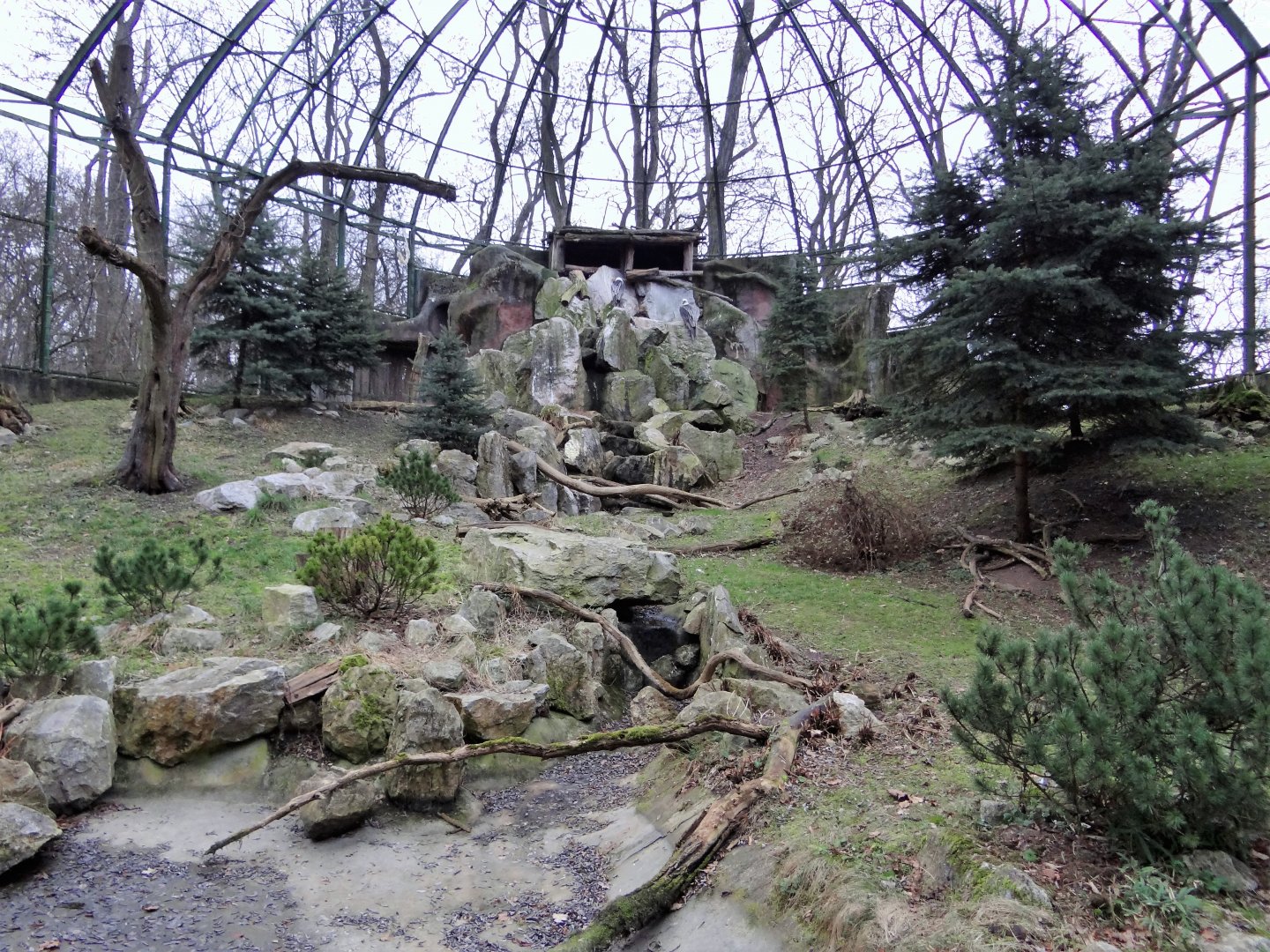 Bearded Vulture aviary