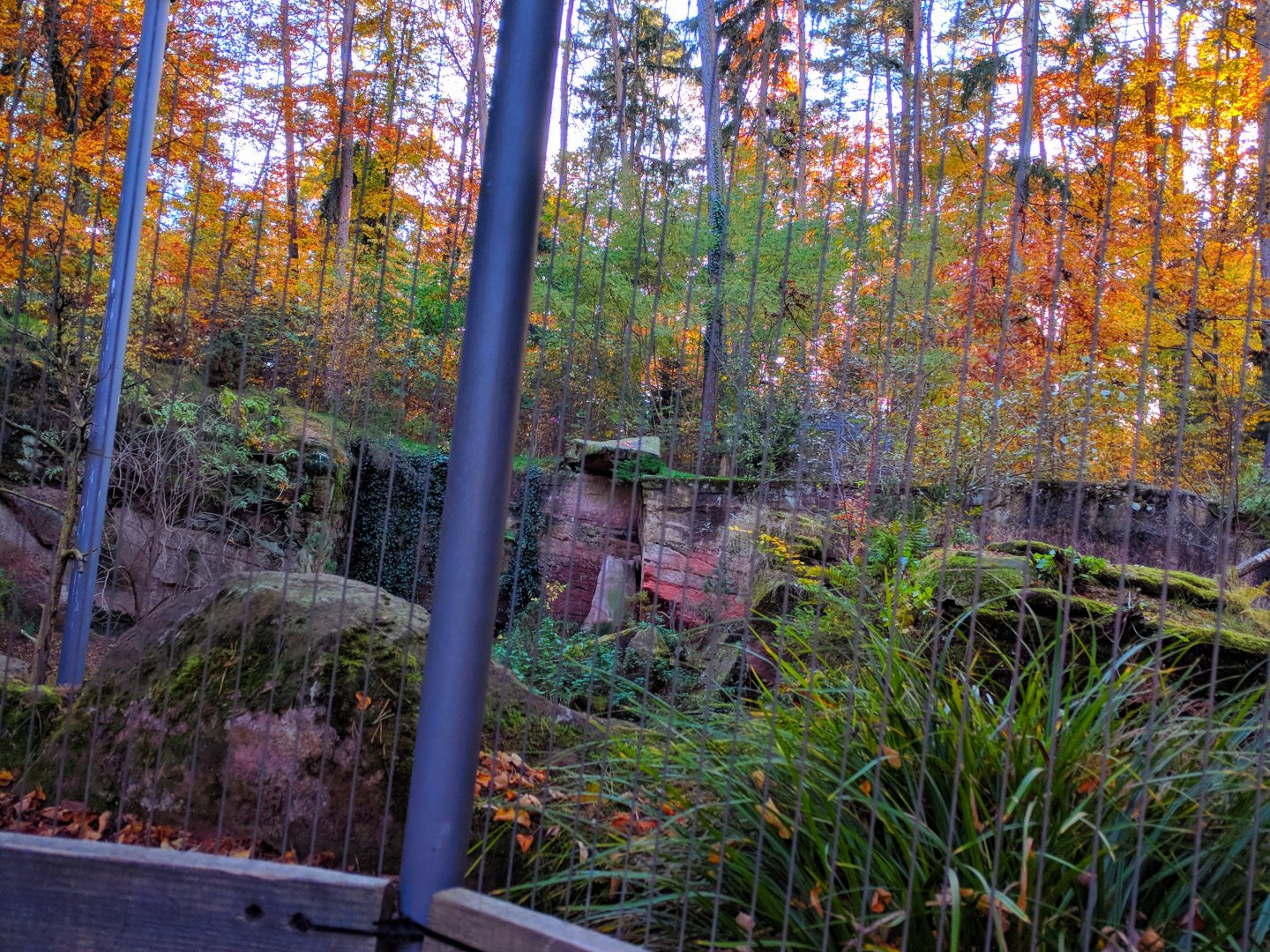 Bearded Vulture Aviary