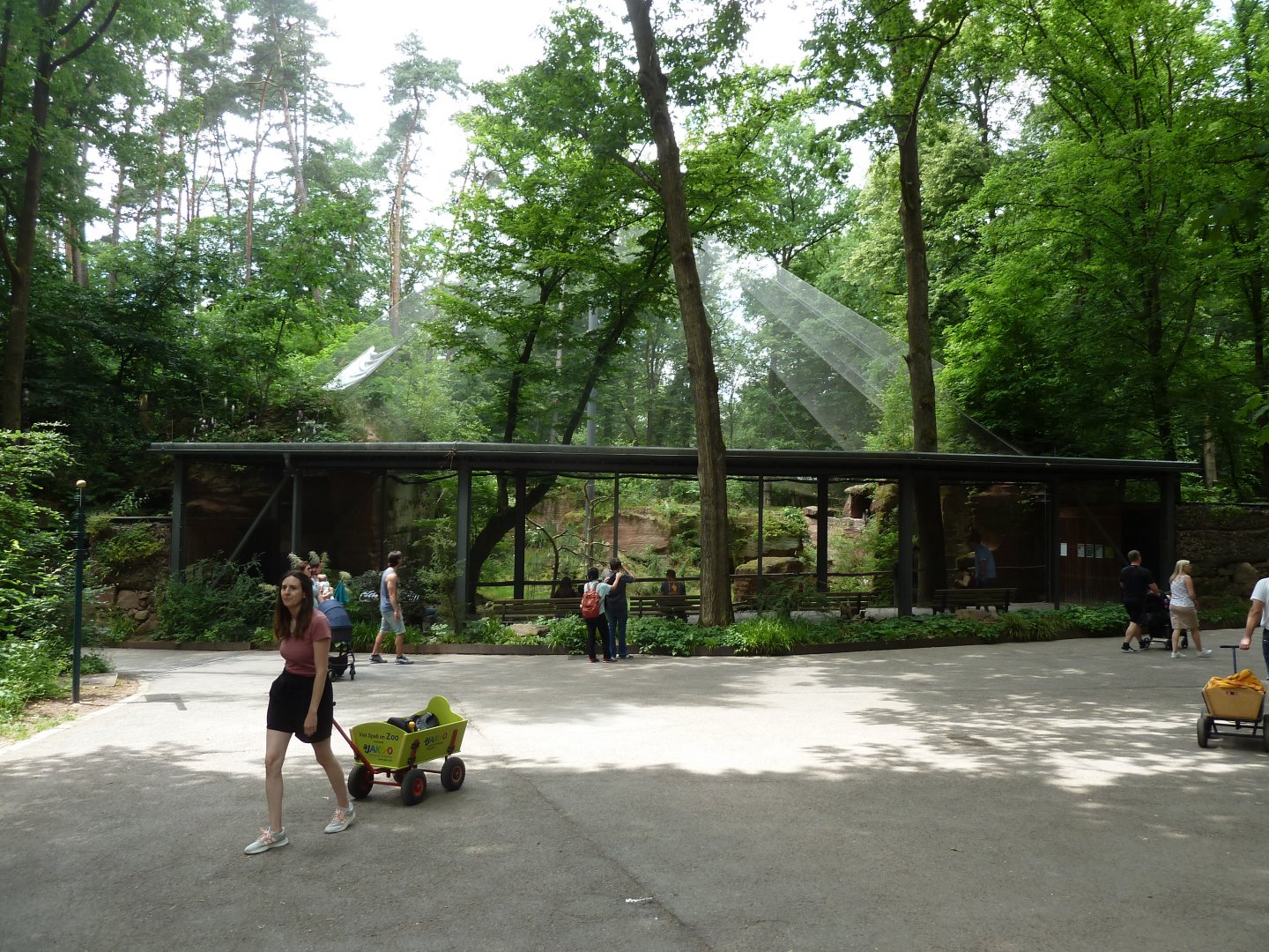 Bearded vulture aviary
