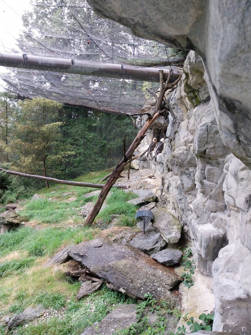 Bearded vulture aviary