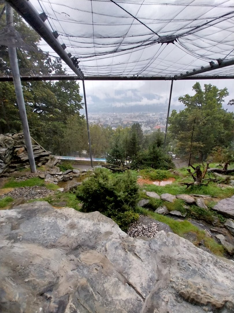 Bearded vulture aviary