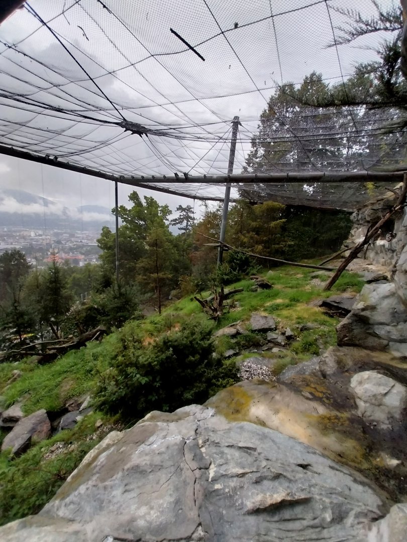 Bearded vulture aviary