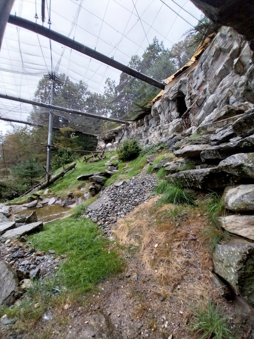 Bearded vulture aviary