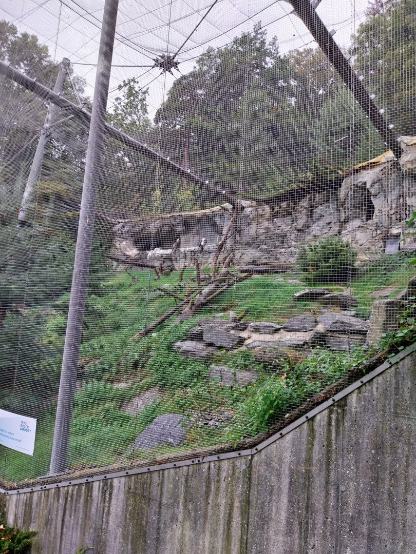 Bearded vulture aviary