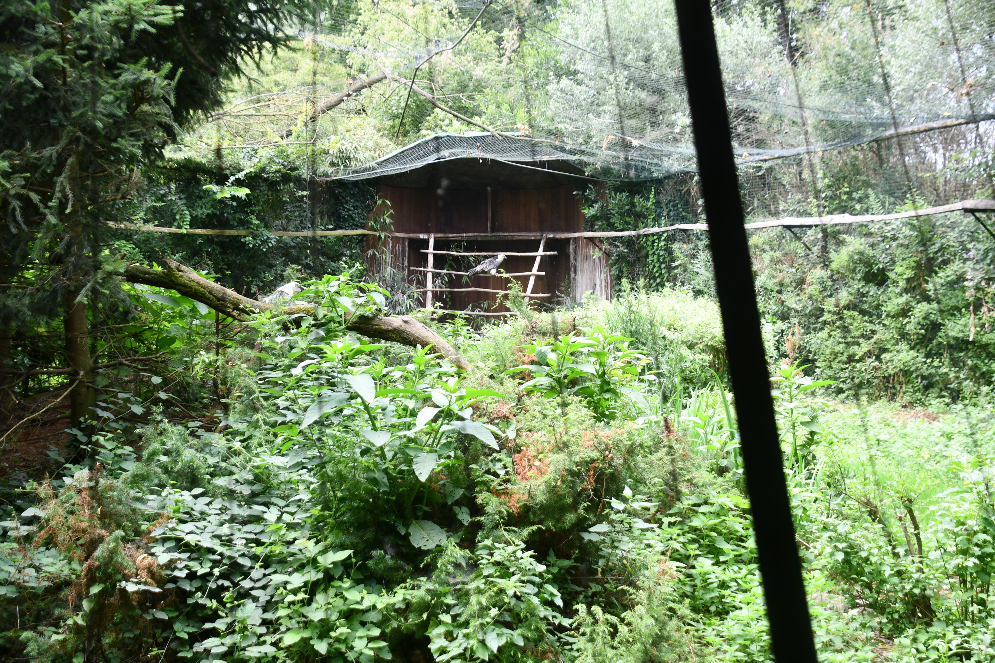 Bearded Vulture aviary