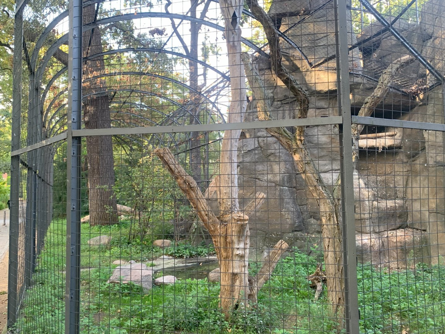 Bearded Vulture aviary