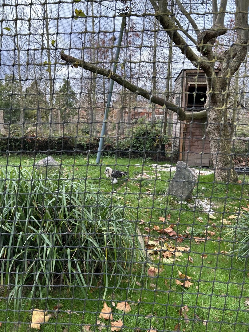 Bearded vulture aviary