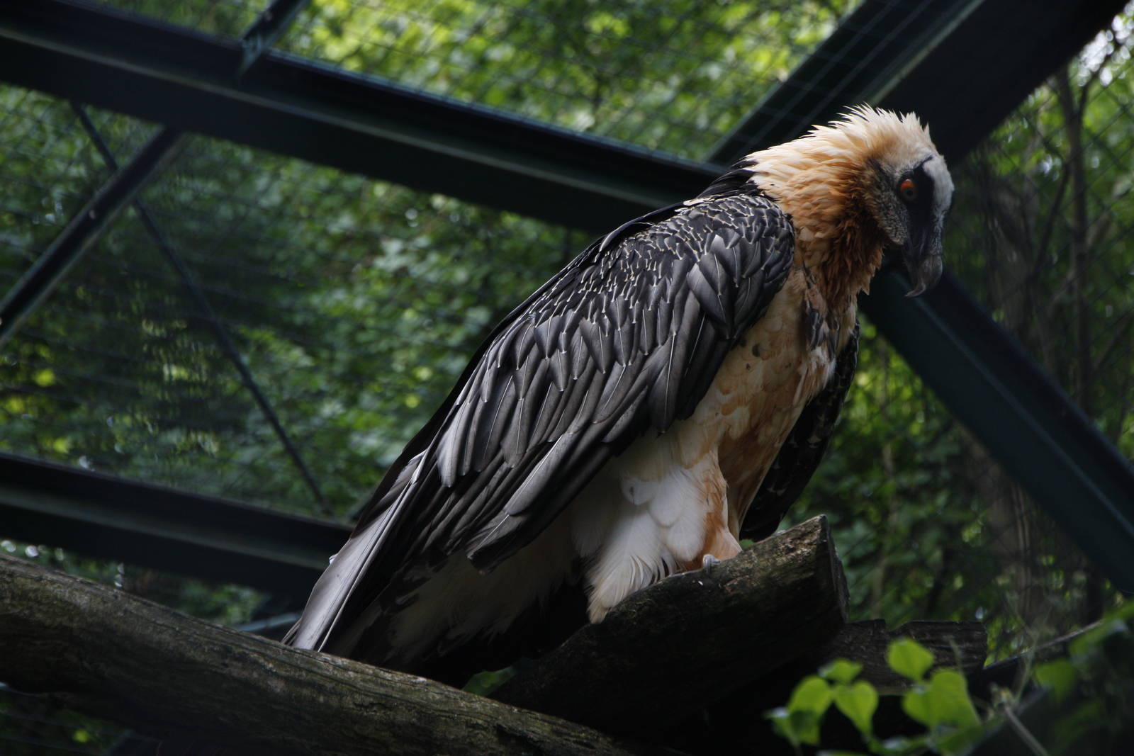 Bearded vulture (Gypaetus barbatus), 16th July 2014