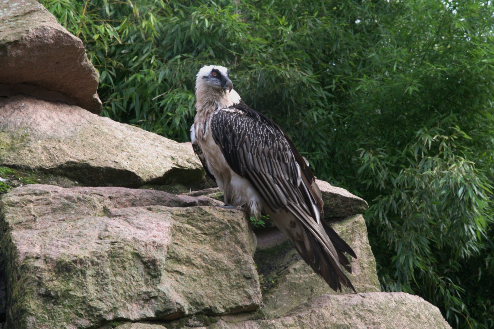 Bearded Vulture (Gypaetus barbatus barbatus), 17-09-25