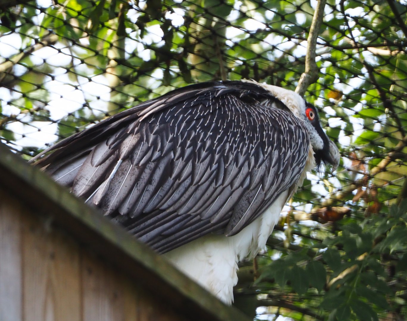Bearded vulture (Gypaetus barbatus barbatus), 2019-10-04