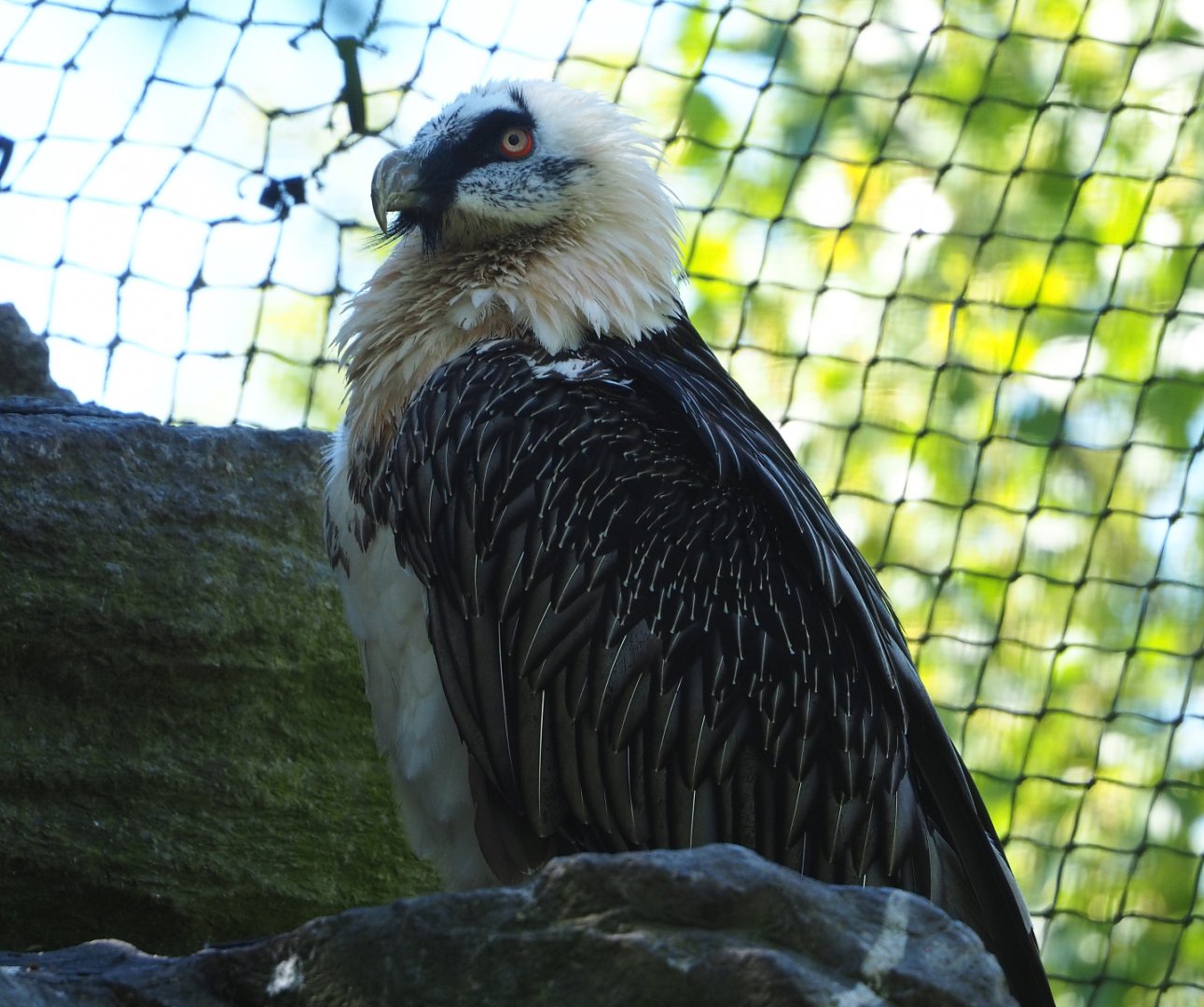Bearded vulture (Gypaetus barbatus barbatus), 2022-06-28