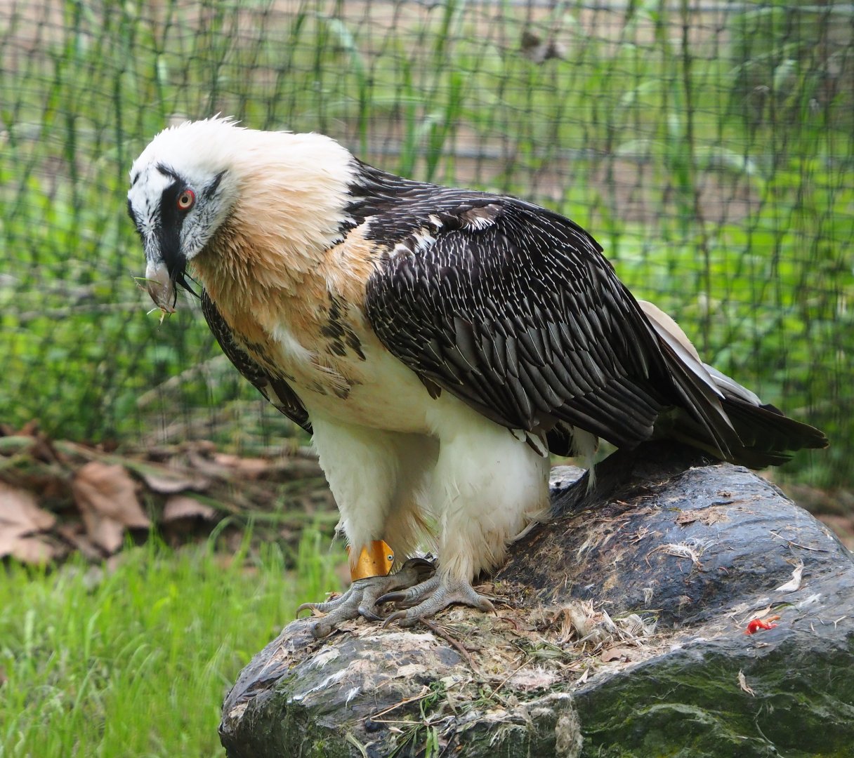 Bearded vulture (Gypaetus barbatus barbatus), 2023-05-15