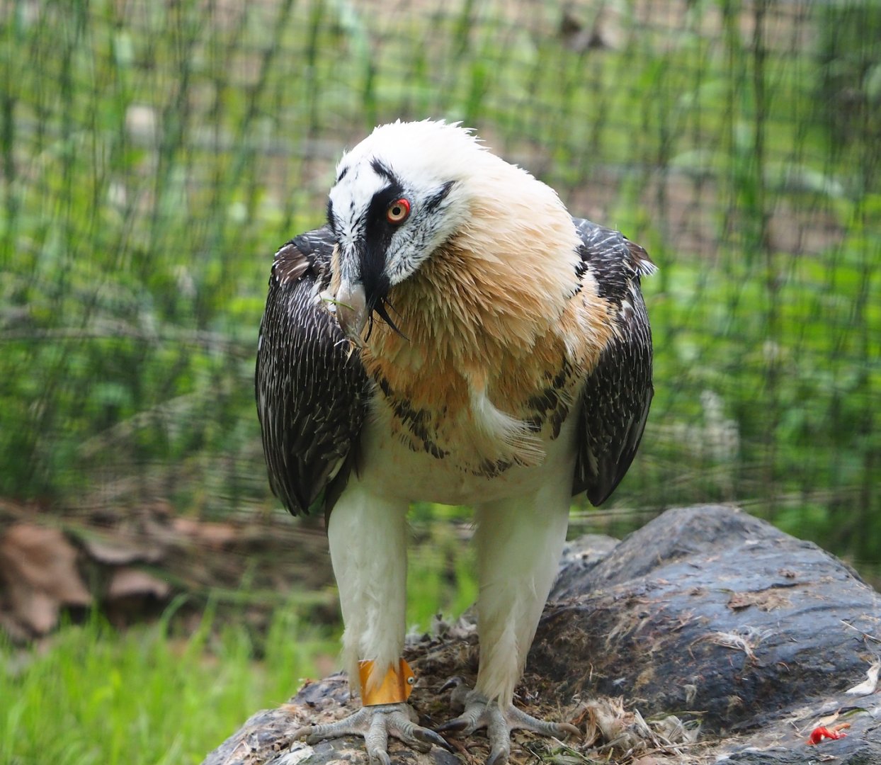 Bearded vulture (Gypaetus barbatus barbatus), 2023-05-15