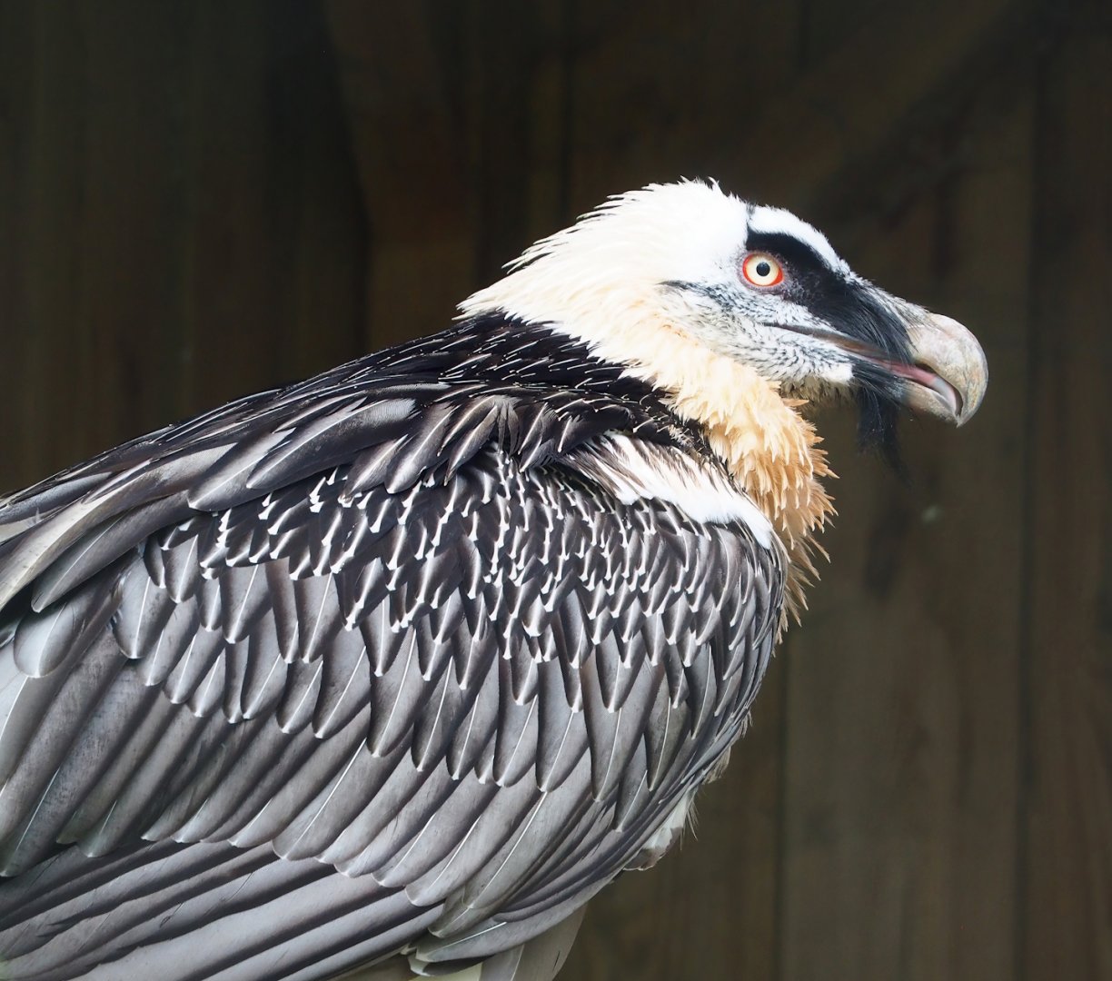 Bearded vulture (Gypaetus barbatus barbatus), 2023-05-16
