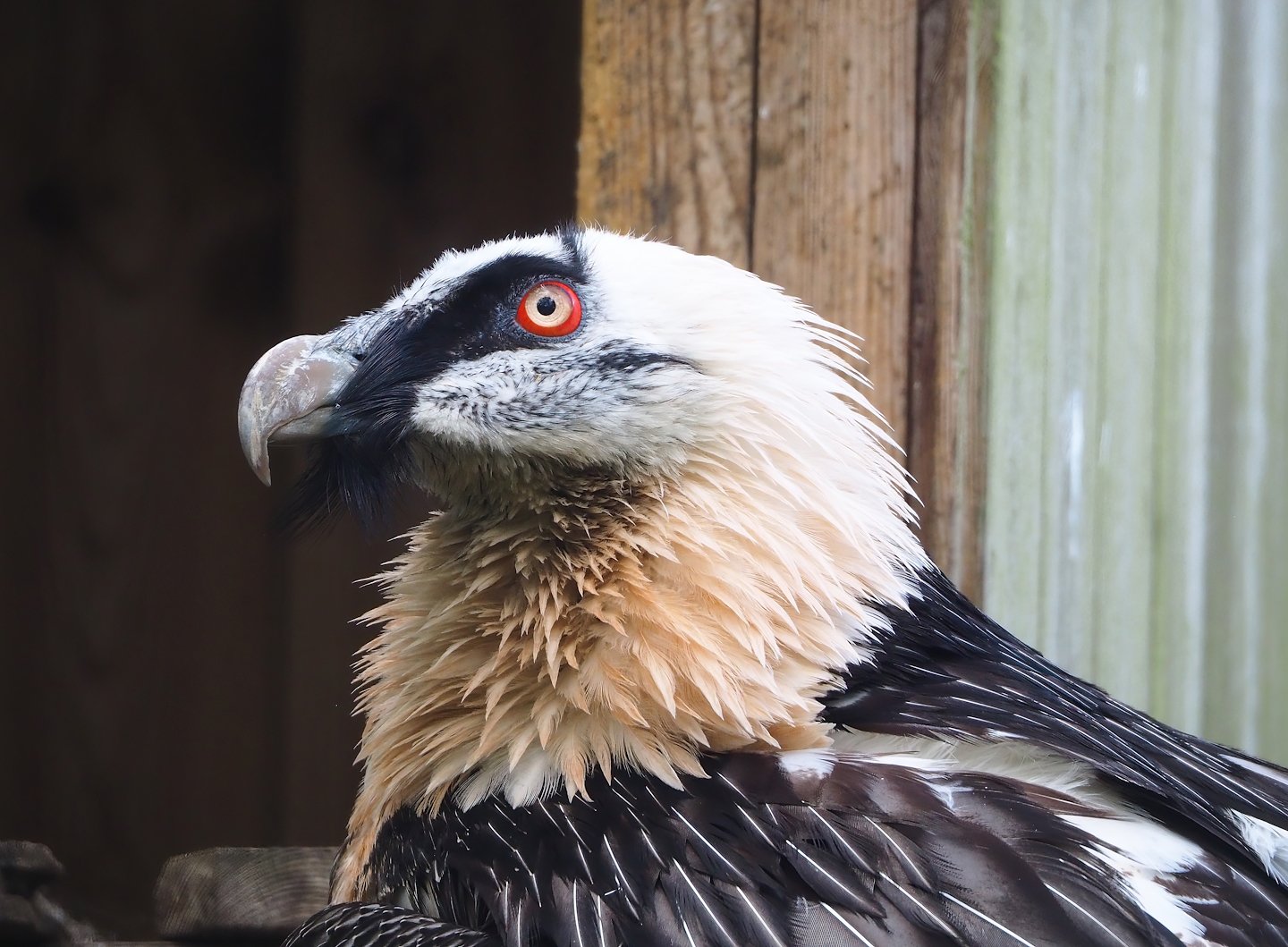 Bearded vulture (Gypaetus barbatus barbatus), 2023-05-16