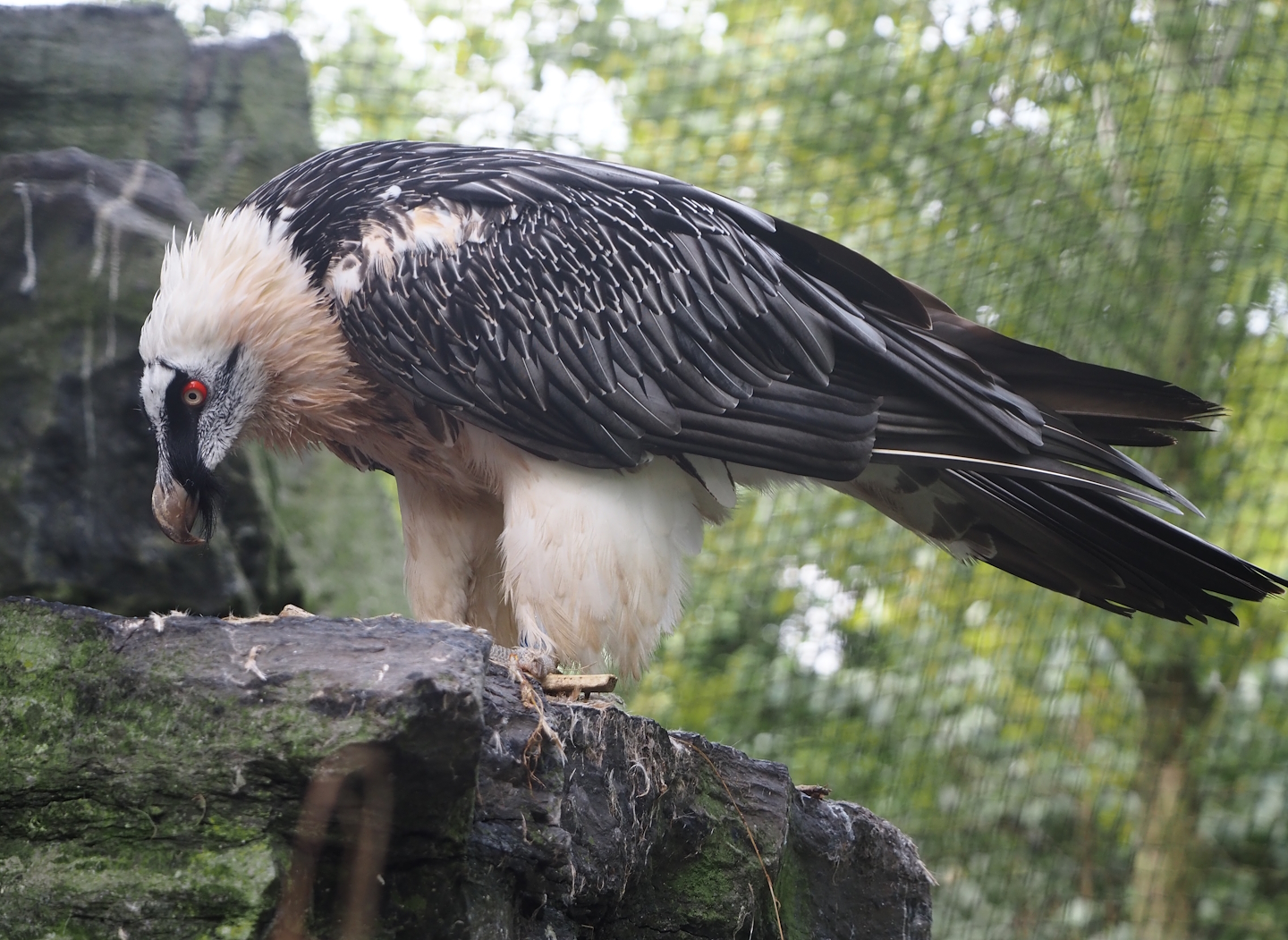 Bearded vulture (Gypaetus barbatus barbatus), 2024-09-17
