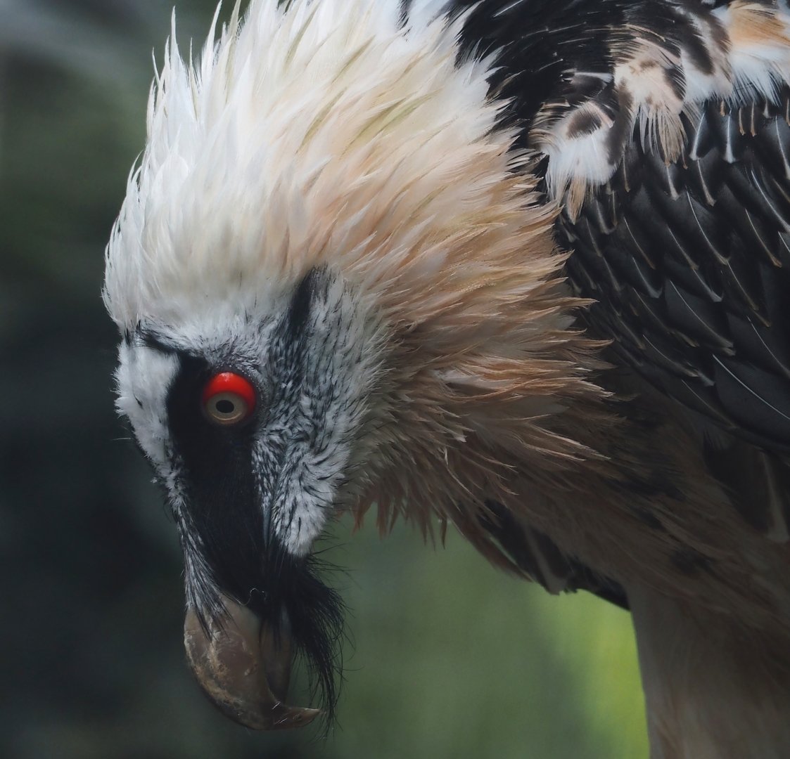 Bearded vulture (Gypaetus barbatus barbatus), 2024-09-17