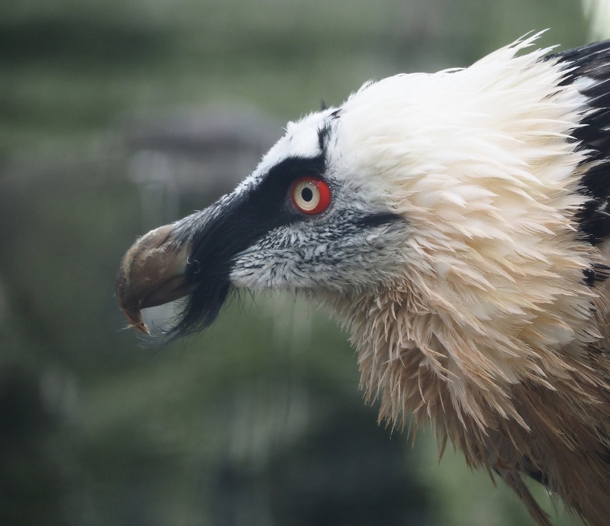 Bearded vulture (Gypaetus barbatus barbatus), 2024-09-17