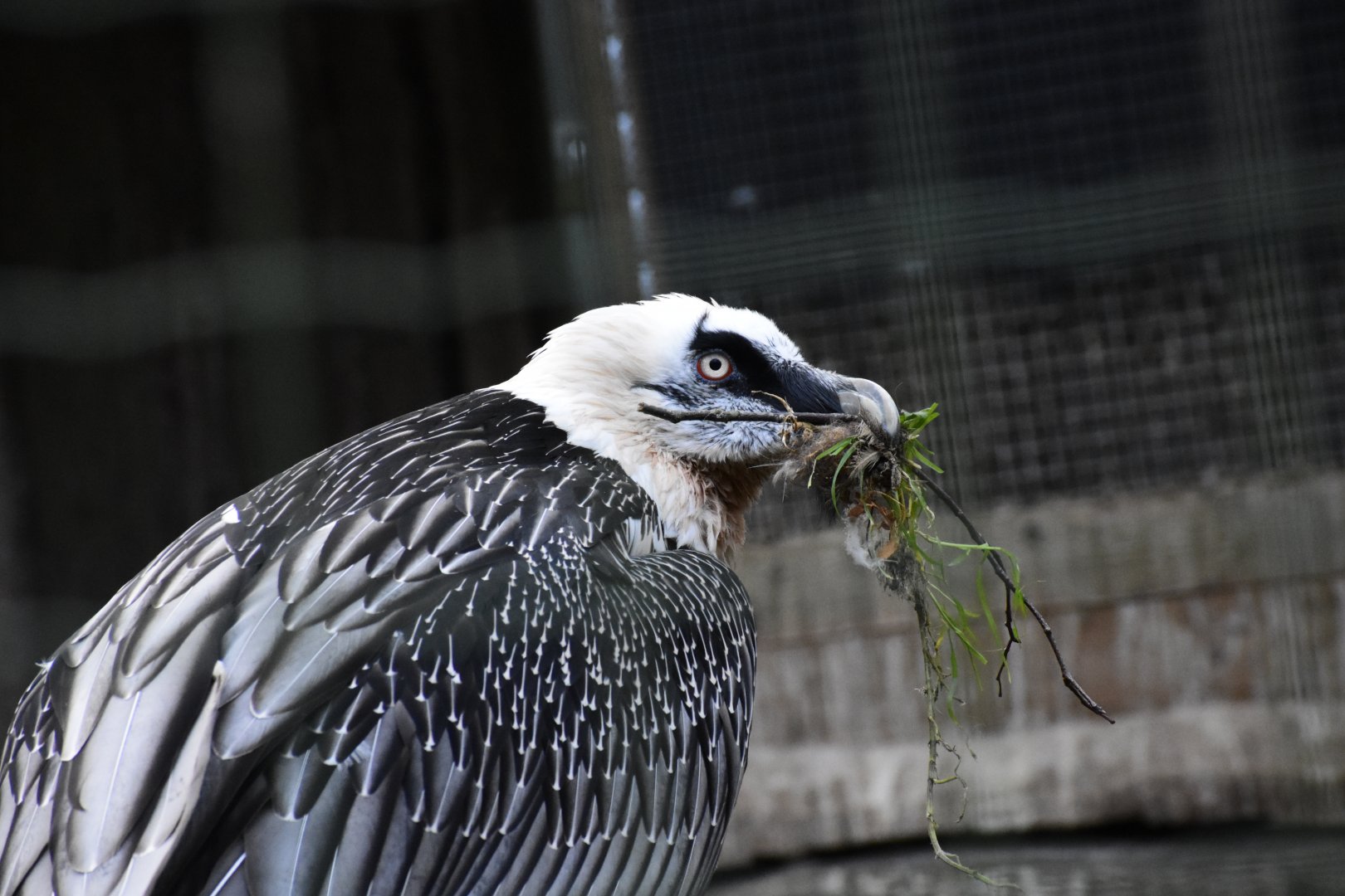Bearded Vulture (Gypaetus barbatus) in Zoo Tallinn