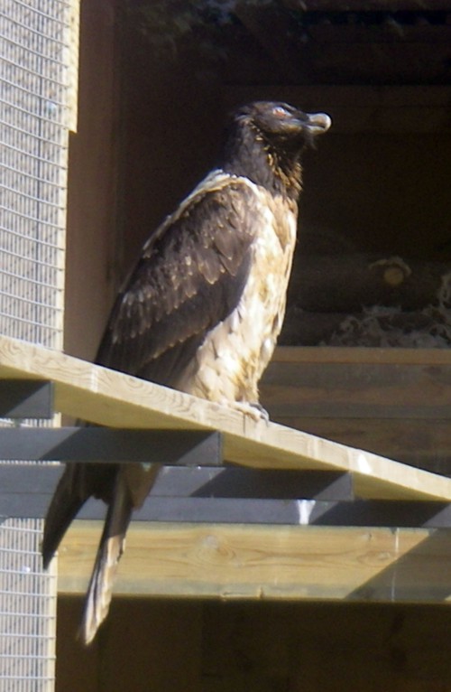Bearded Vulture (Gypaetus barbatus)