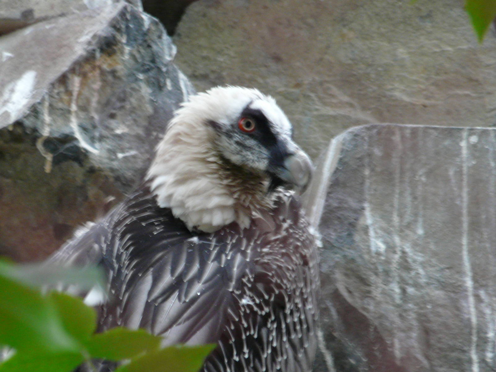 Bearded vulture/ Gypaetus barbatus