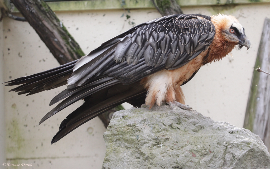 Bearded Vulture (Gypaetus barbatus)
