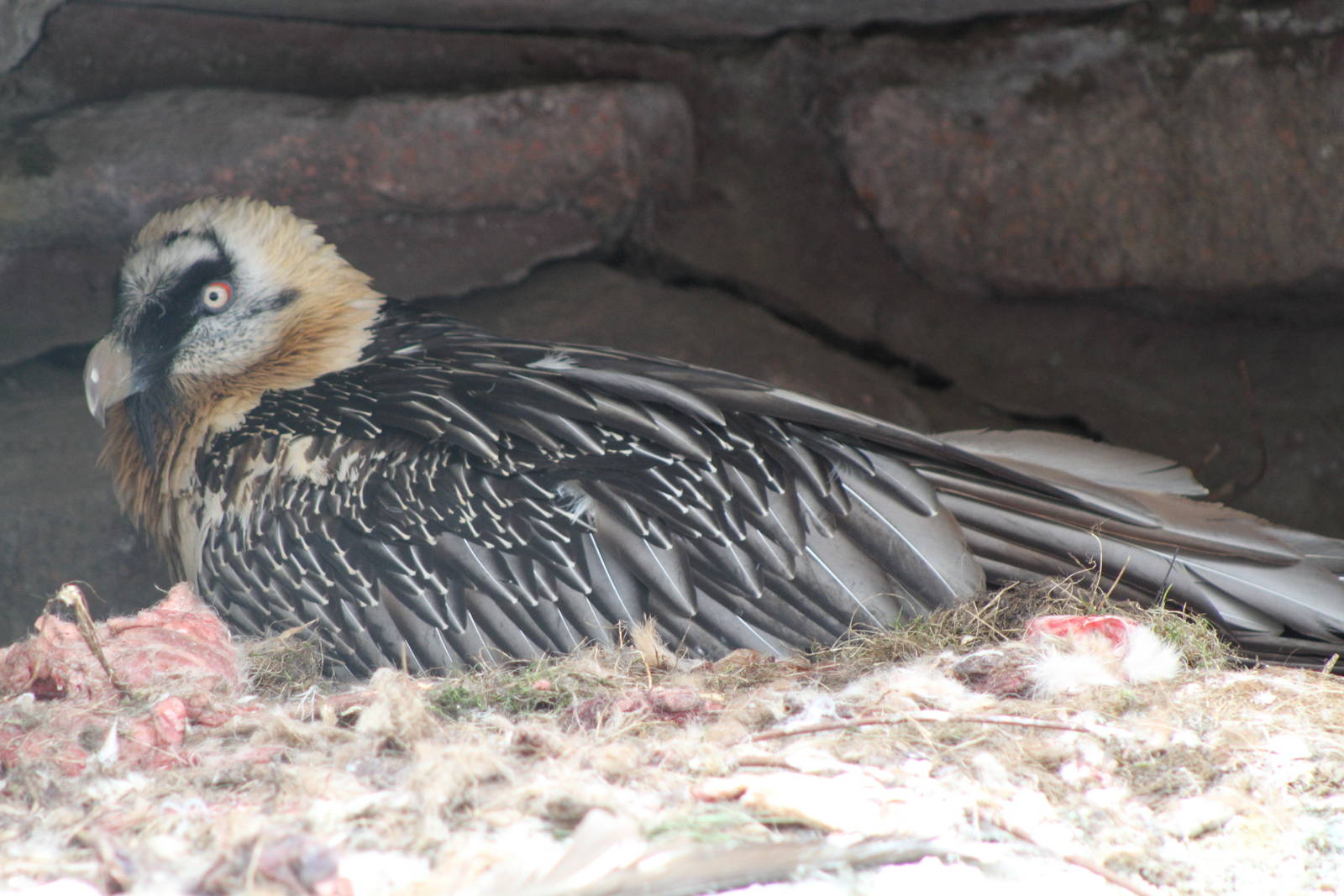 Bearded Vulture (Gypaetus barbatus)