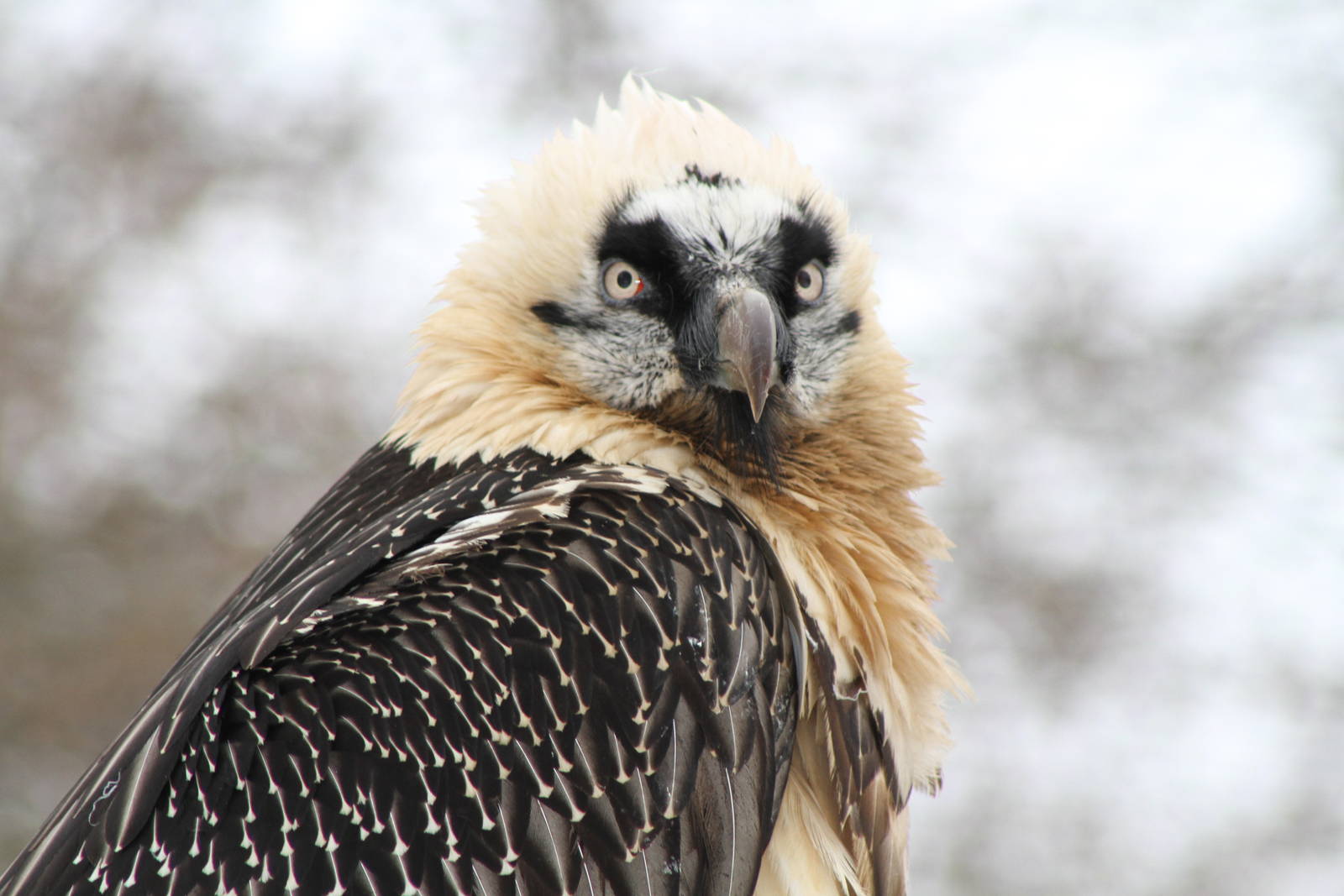 Bearded Vulture (Gypaetus barbatus)