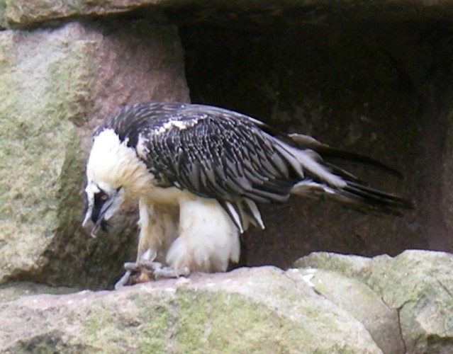Bearded Vulture (Gypaetus barbatus)