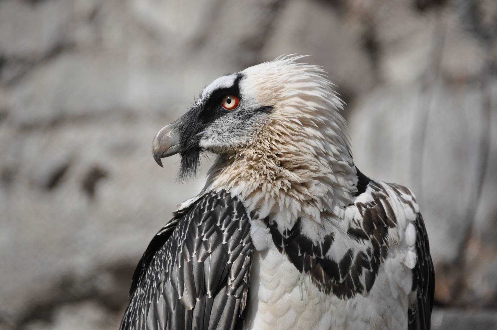 Bearded vulture/ Gypaetus barbatus