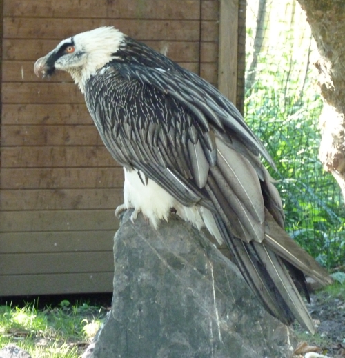 Bearded vulture (Gypaetus barbatus)