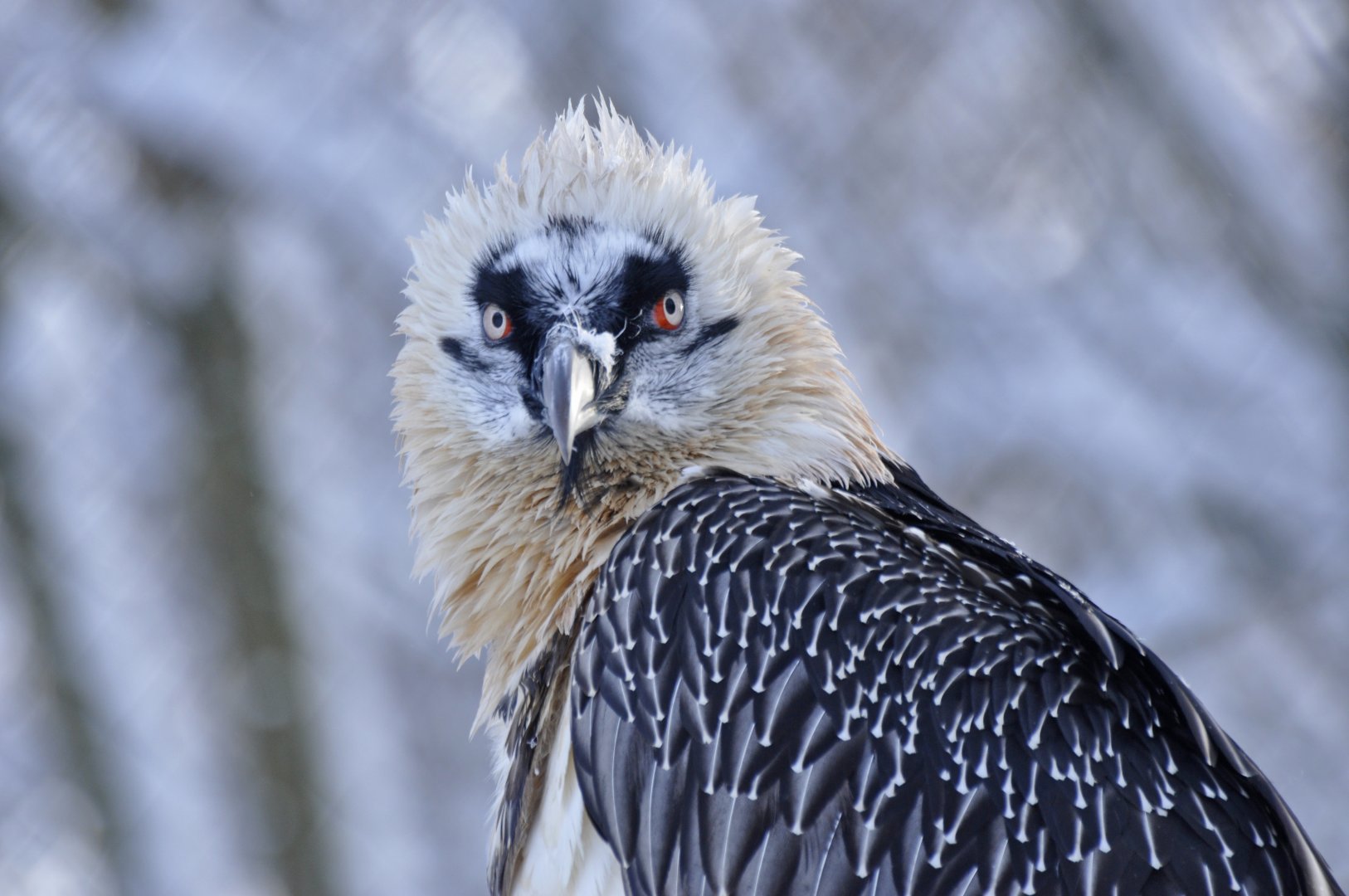 Bearded vulture (Gypaetus barbatus)